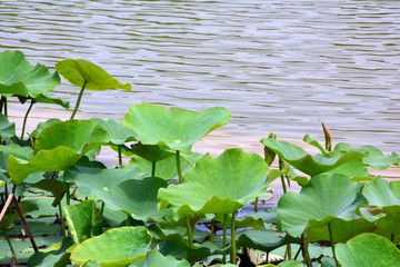 莲池