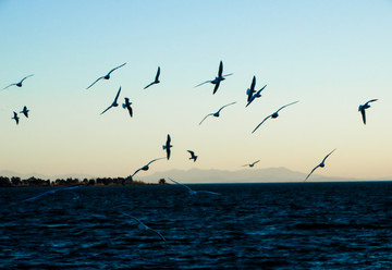 黄昏一群海鸥