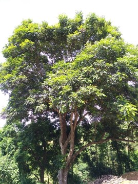 橄榄树