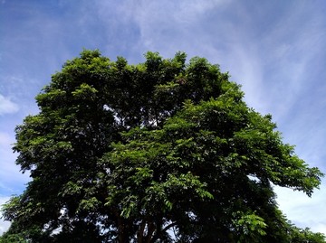 黑榄树
