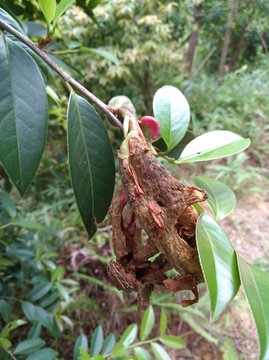 茶树苞
