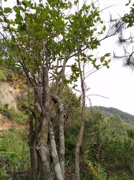 茶树