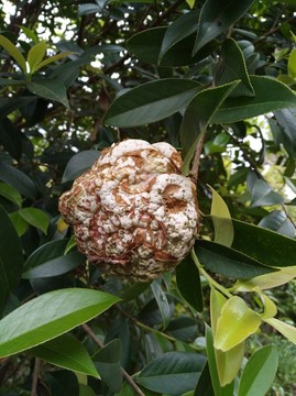 茶树苞