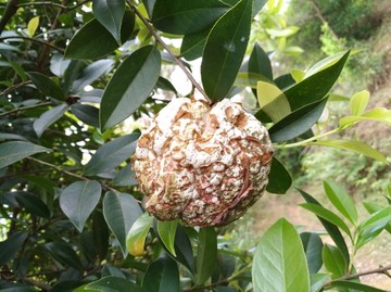 茶树苞
