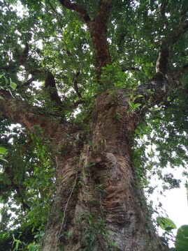 老荔枝树