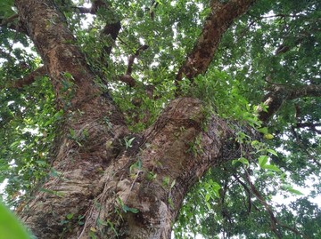 荔枝老树