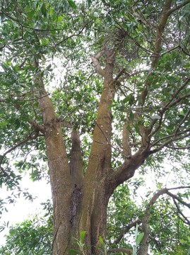 杂树