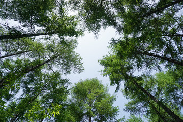 松树林 树冠 天空