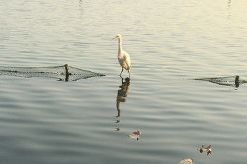 杭州西湖 西湖素材西湖的鸟