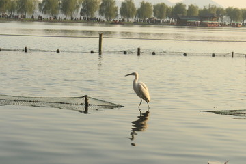 杭州西湖 西湖素材 西湖的鸟