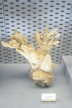 珊瑚 珊瑚标本