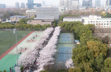 樱花烂漫