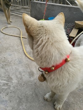 小狗