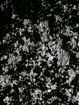 枝叶树叶黑色剪影背景素材
