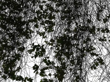 枝叶树叶黑色剪影背景素材