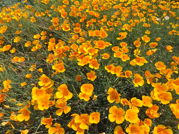 花菱草