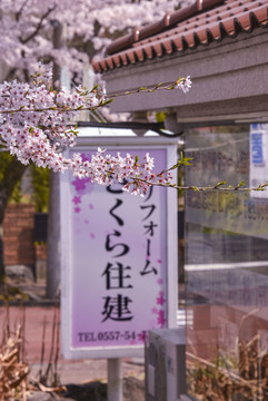 日本伊豆樱花