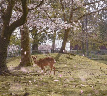 日本奈良公园小鹿衬樱花