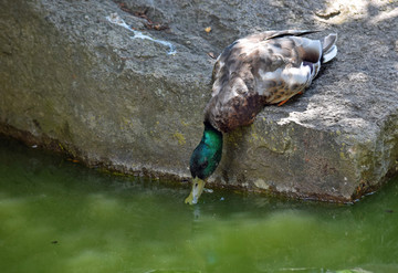 野鸭喝水