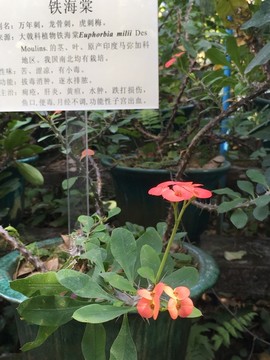 广州中医药大学校内植物