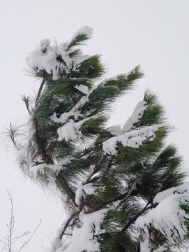 大雪压青松