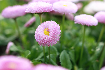 雏菊 菊花 小雏菊 花海