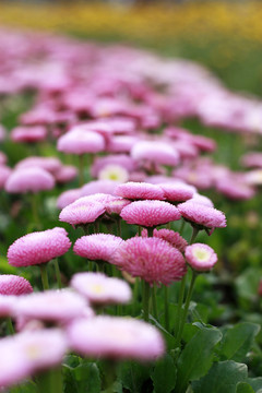 雏菊 菊花 小雏菊 花海