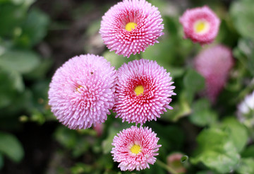 雏菊 菊花 小雏菊 花海