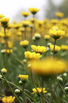 雏菊 菊花 小雏菊 花海