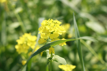 油菜花