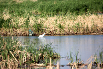 湿地 白鹭 鸥 鸟 水 沼泽