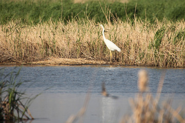 湿地 白鹭 鸥