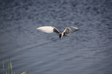 水鸟 鸟类 湖泊
