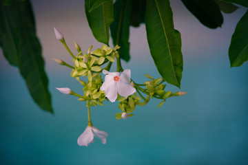 海芒果花