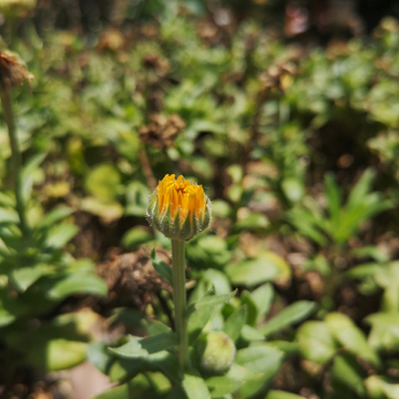 菊花花蕊