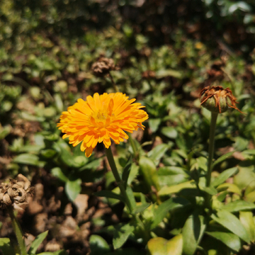 黄菊花