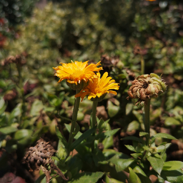 黄菊花