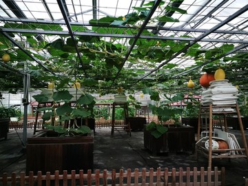 上海都市菜园的奇瓜异果园
