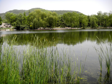 池塘美景