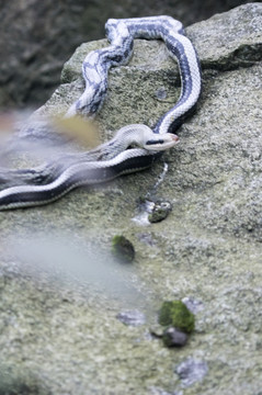 白花蛇
