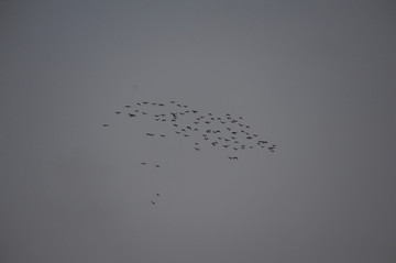 自由飞翔的一群小鸟剪影