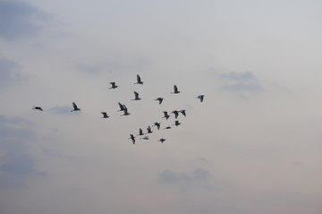 一群鸟正在迁徙的剪影