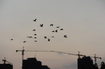 鸟群与建筑工地吊车的剪影