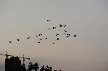 鸟群飞过建筑工地吊车的剪影