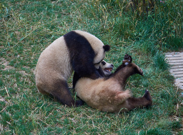 打闹的熊猫