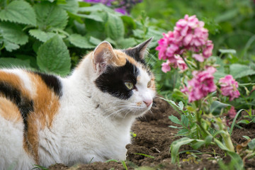 小花猫 花园