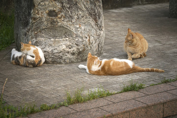 小猫 猫群