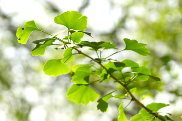 植物素材 银杏叶 银杏枝叶