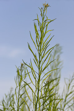 油菜花 果实 油菜籽豆荚