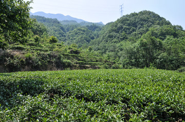 高山绿茶园